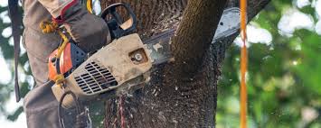 How Our Tree Care Process Works  in  Good Hope, AL